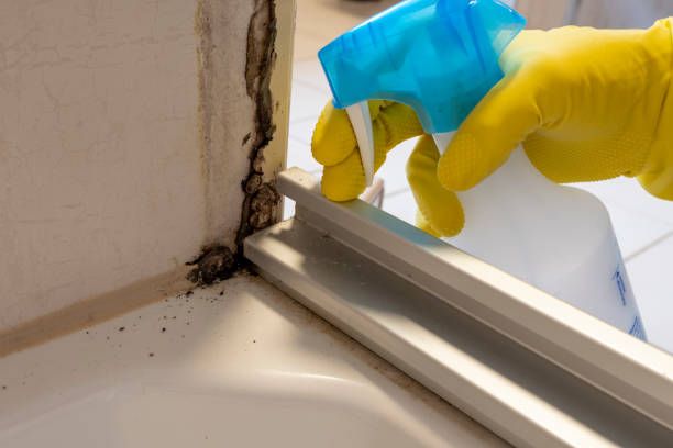 Best Mold Remediation for Specific Building Types in Athens, IL