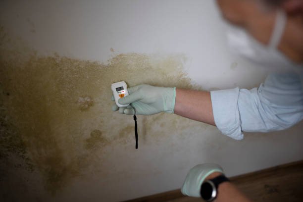 Best Emergency Mold Remediation in Athens, IL