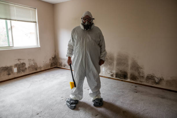Best Residential Mold Remediation in Athens, IL