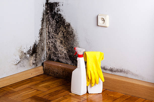 Athens, IL Mold Remediation Company