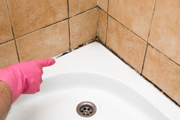 Best Basement Mold Remediation in Athens, IL